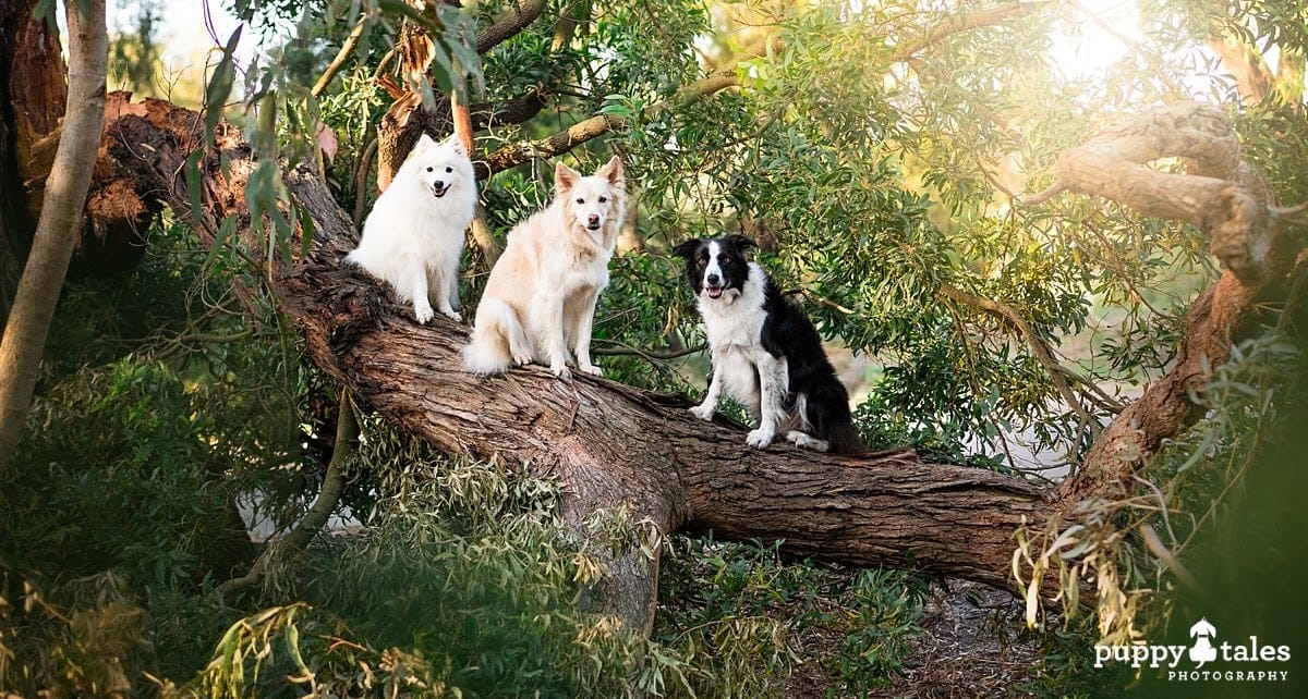 Three dogs sitting on a big old tree found while heading out on their morning dog walk.