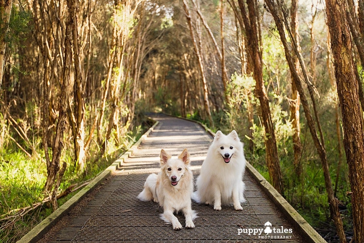 Two dogs sitting in the middle of a boardwalk. They’re on a dog walk at a different time of day.