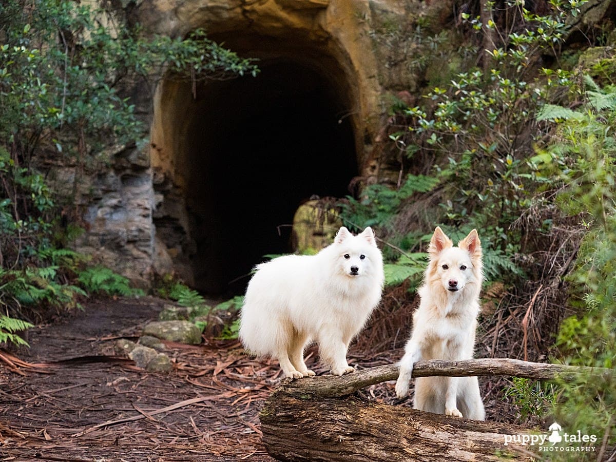 Two dogs pose in front of a tunnel - their dogs walks are more fun by finding new places like this.