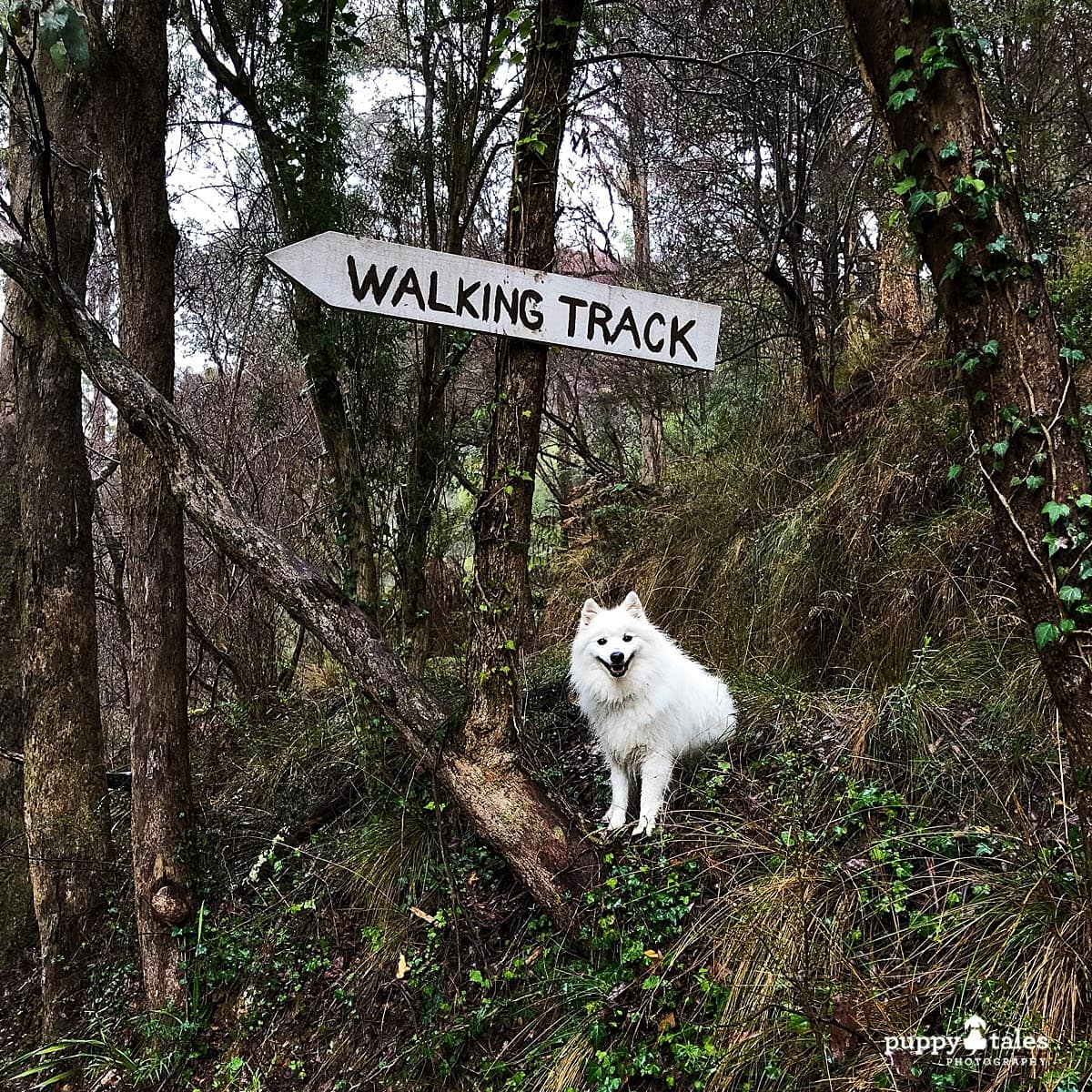 White dog on a hill under a “walking track” sign on the Walhalla Town Walk.