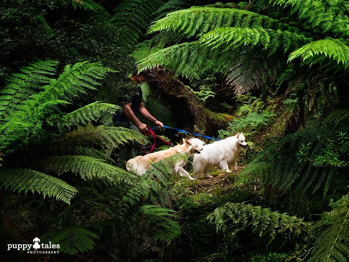 A man walking with two dogs hiking through green ferns in Tasmania - their dog walks are made more adventurous by finding new places.