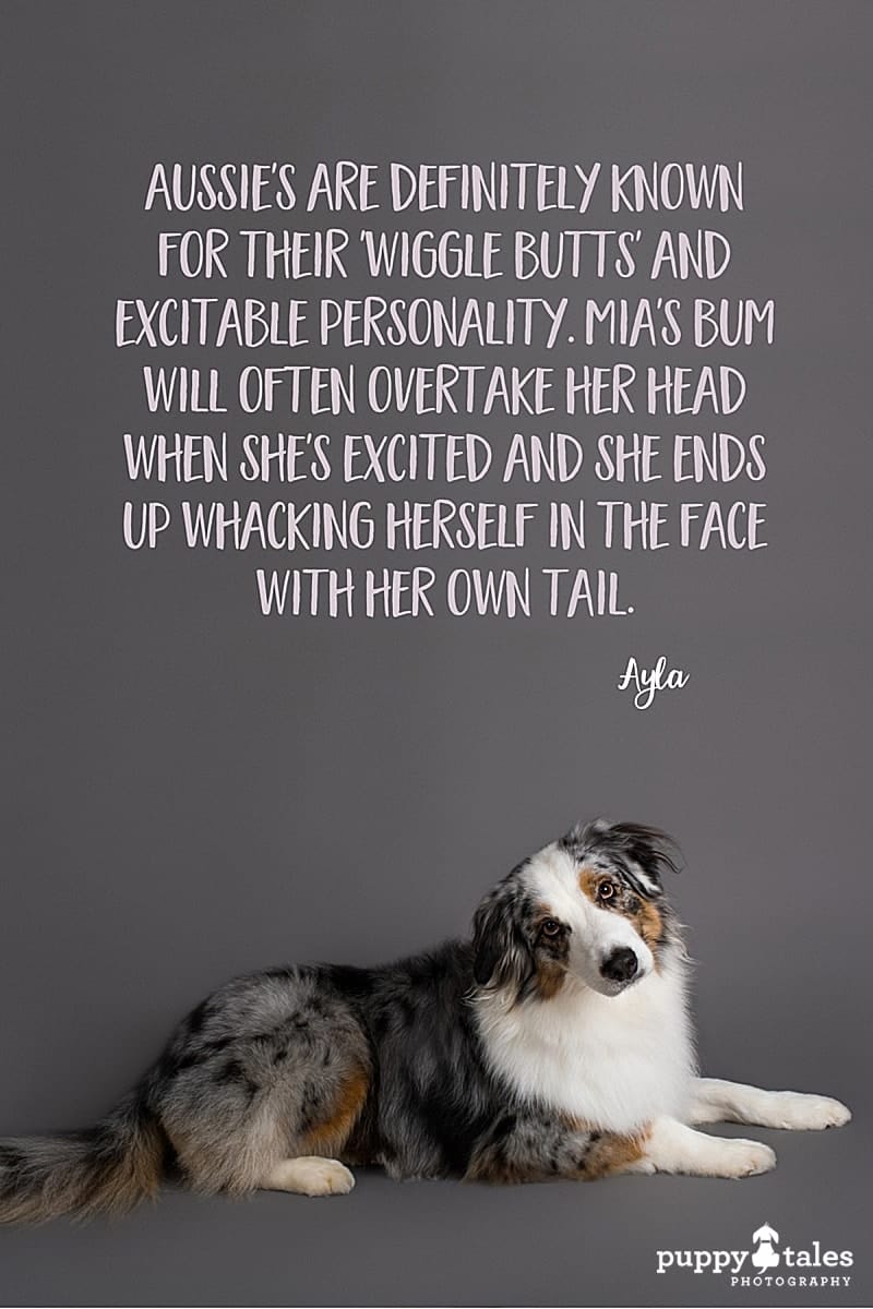 Pinterest graphic for Mia the Australian Shepherd. She was photographed by Puppy Tales Photography for Project Dogalogue.