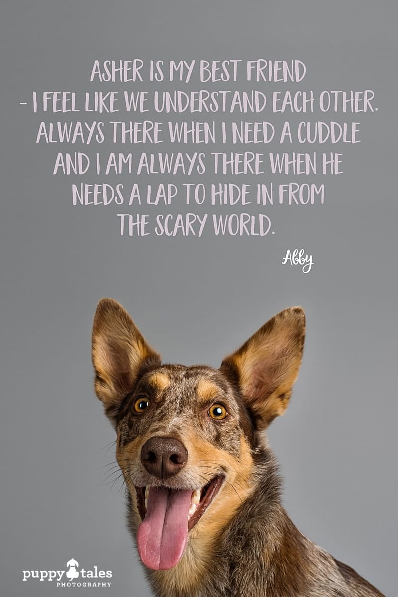 Asher the Australian Koolie was photographed by Kerry Martin of Puppy Tales Photography for Project Dogalogue. Pinterest graphic for his tales.