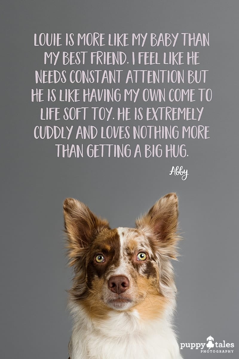 Louie the Australian Koolie was photographed by Kerry Martin of Puppy Tales Photography for Project Dogalogue. Pinterest graphic for his tales.