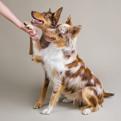 Australian Koolies Asher & Louie, were photographed by dog photographer Kerry Martin for Project Dogalogue. Here they're doing a double handshake with their human on beige background.