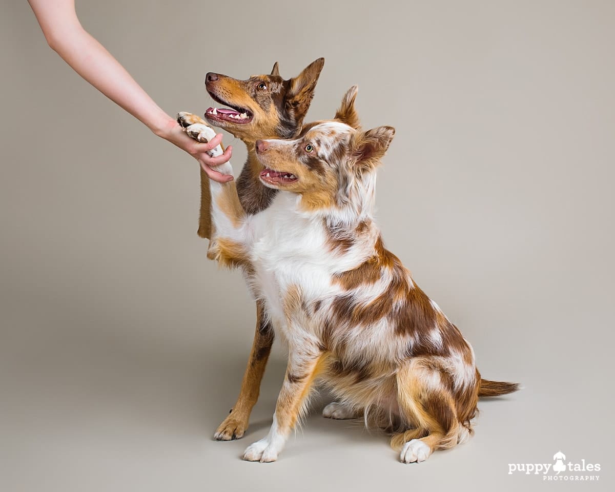 Asher and Louie the Australian Koolies ~ Project Dogalogue™ | Puppy Tales