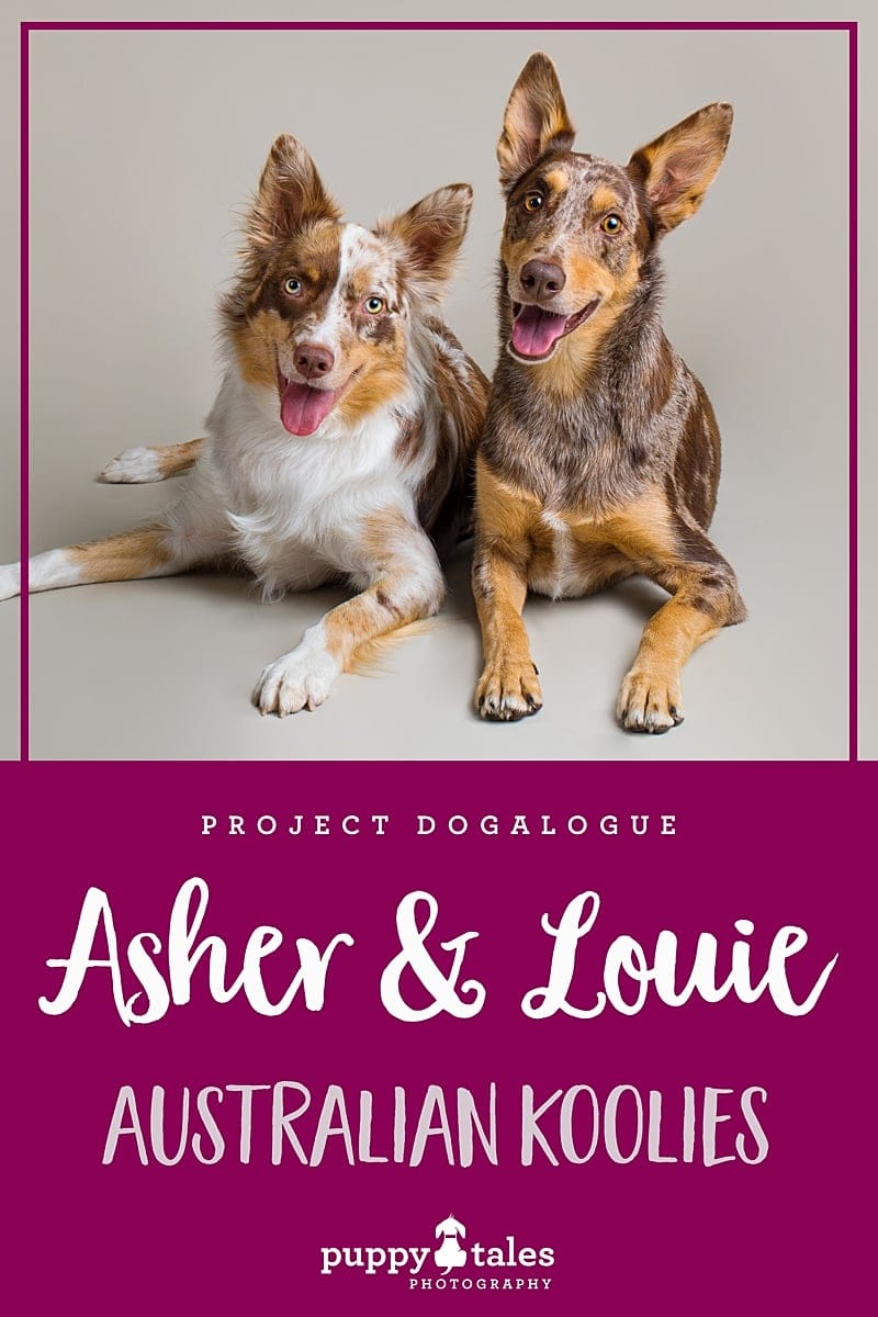 Pinterest graphic for Asher & Louie the Australian Koolies. They were photographed by Puppy Tales Photography for Project Dogalogue.