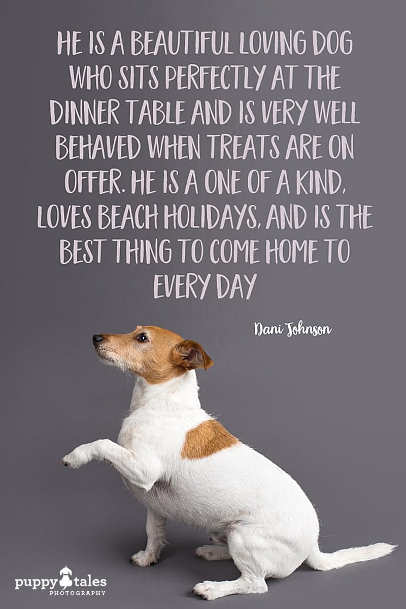 Frank the wire-haired Jack Russell Terrier, photographed by Puppy Tales Photography for Project Dogalogue