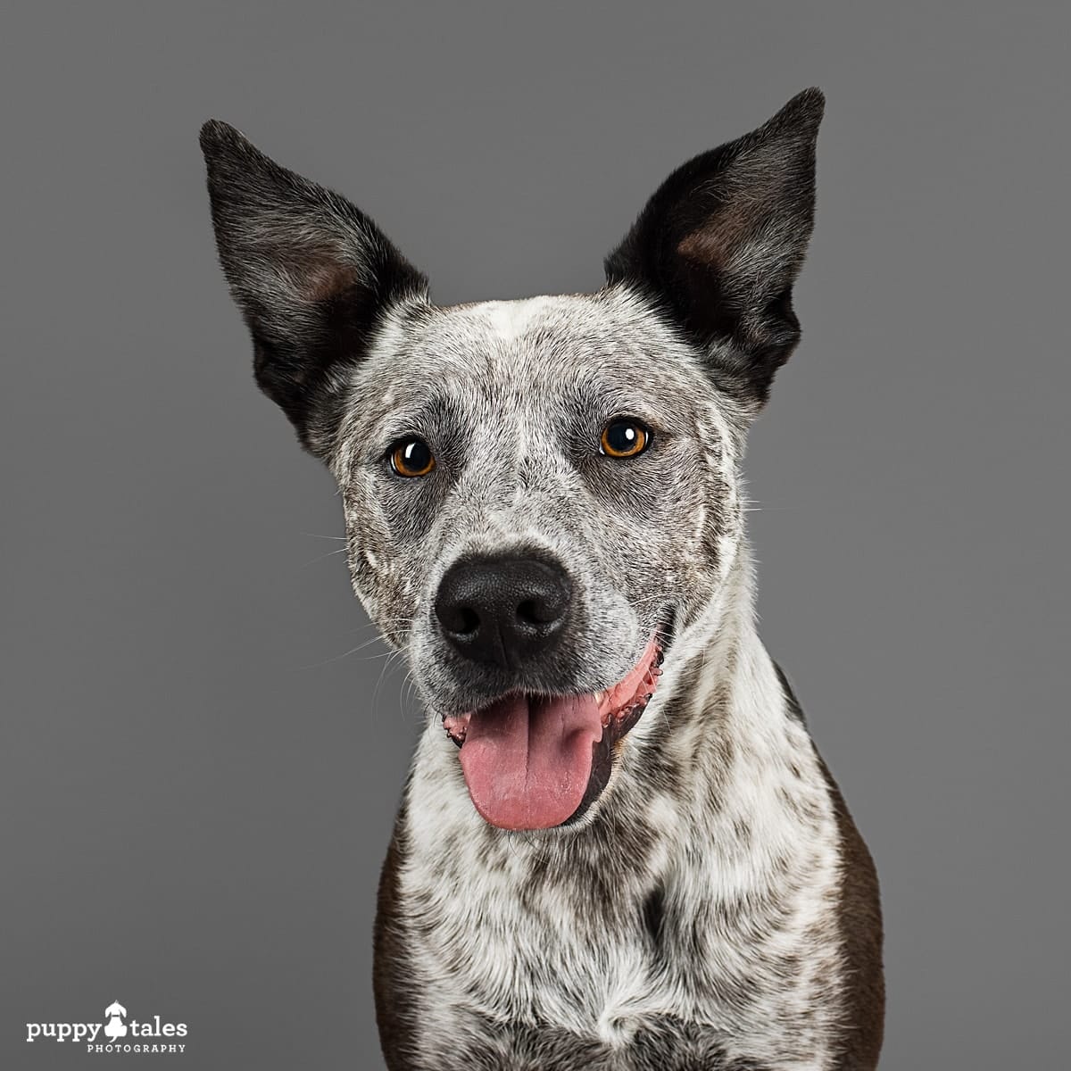 australian cattle dog wags its tail