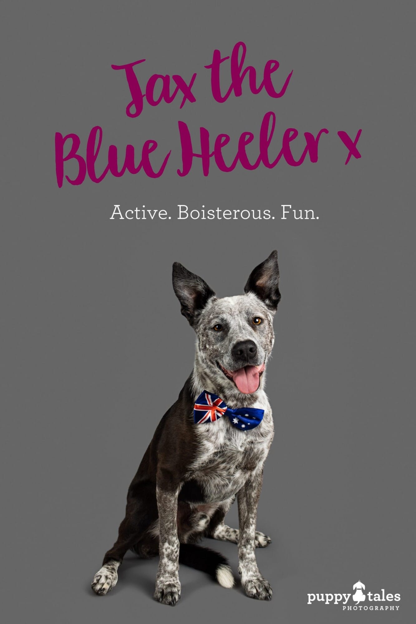 Jax the Australian Cattle Dog (Blue Heeler), photographed by Kerry Martin for Project Dogalogue. Pinterest graphic for his blog post on the Puppy Tales website.