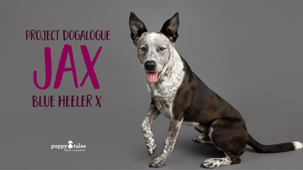 Jax the Blue Heller x was photographed by dog photographer Kerry Martin for Project Dogalogue