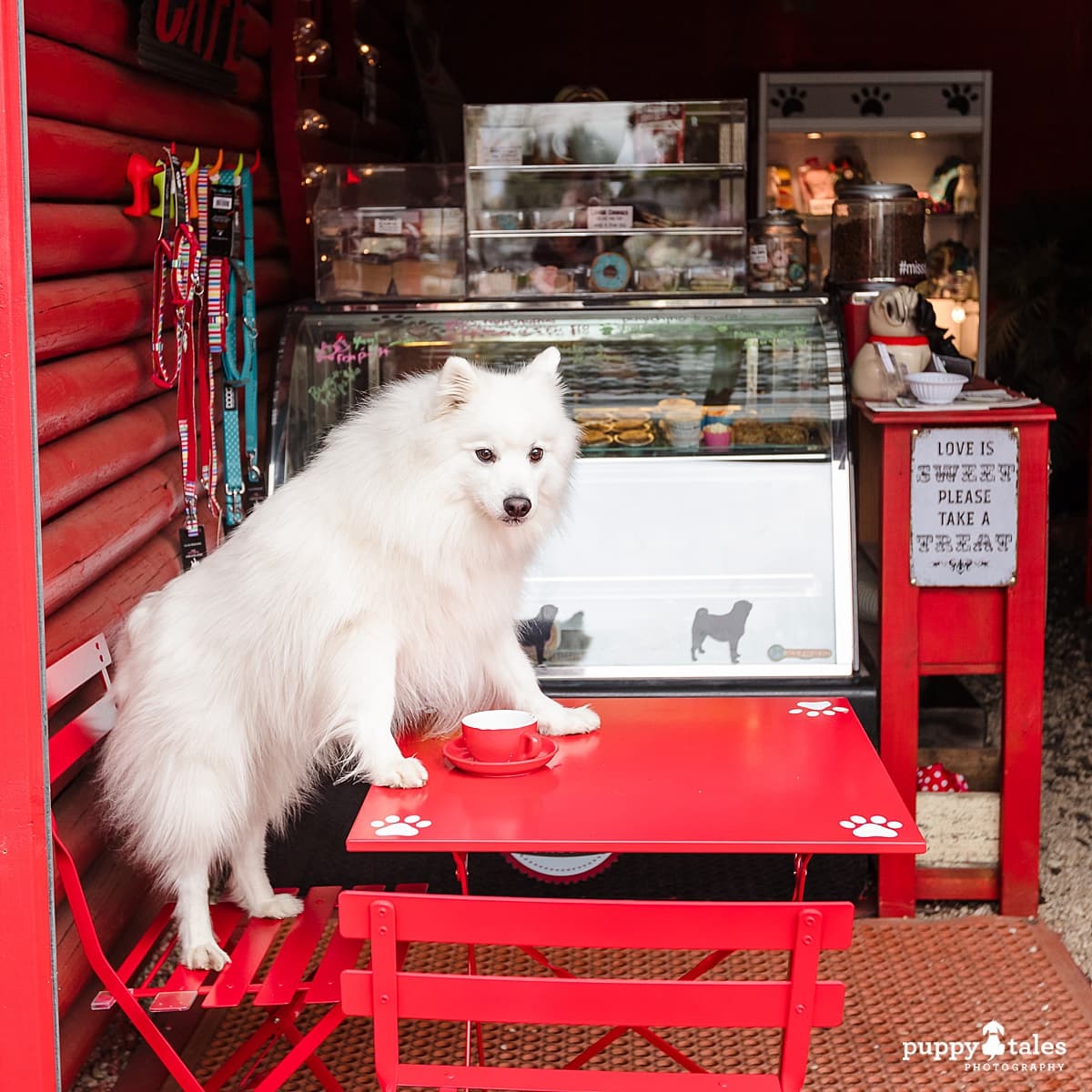 Keiko the white fluffy Japanese Spitz dog standing on top of a table at one of Melbourne's best dog cafes - Miss Drews Bakery in Tyabb.