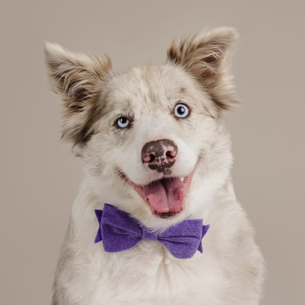Studio photograph of Merry, the Red Merle Border Collie wearing a cute purple bow tie.