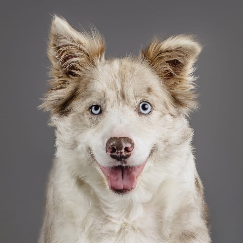 Merry, the Red Merle Border Collie headshot on a grey background in the Puppy Tales Melbourne studio for Project Dogalogue.