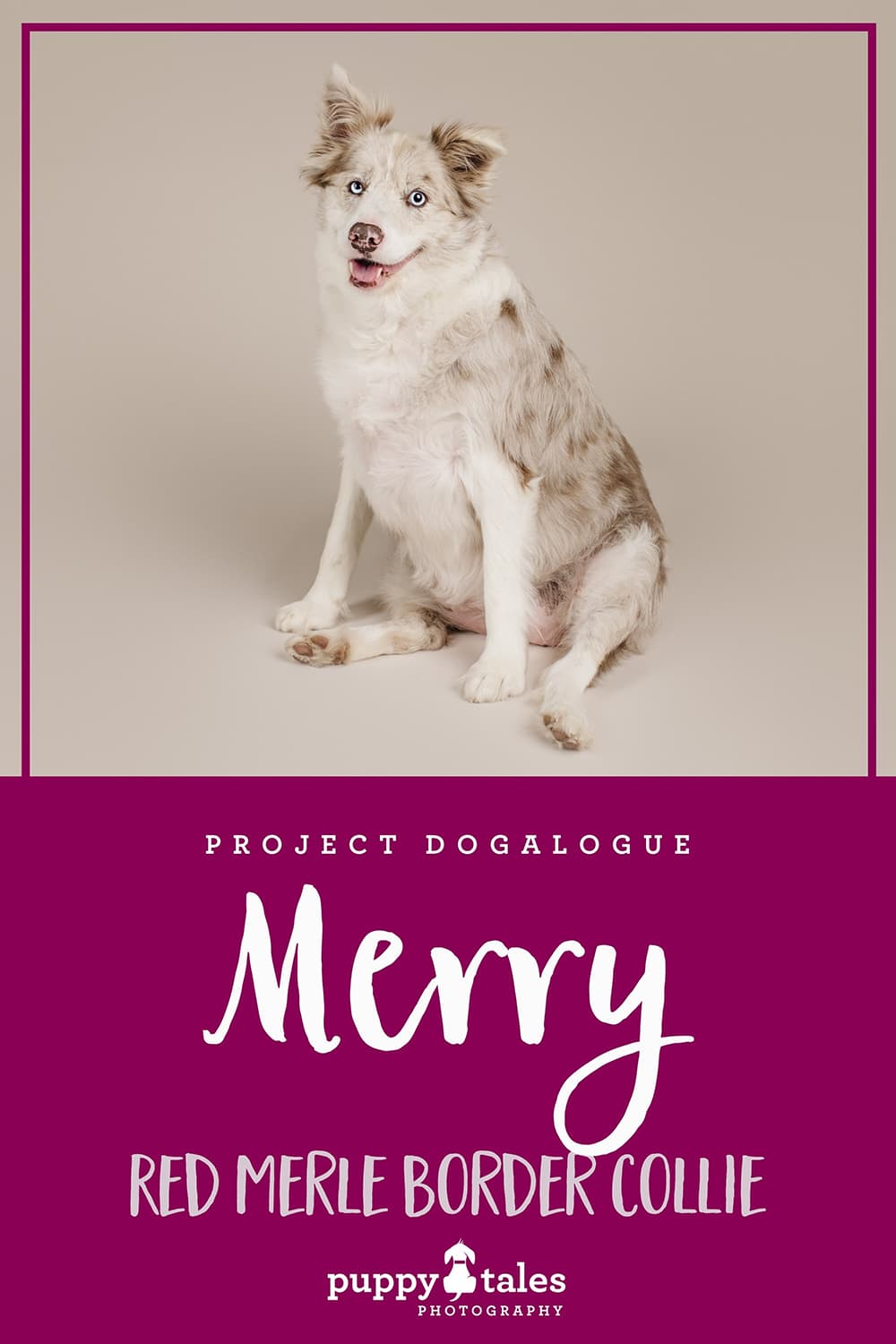Merry, the Red Merle Border Collie, was photographed by Kerry Martin of Puppy Tales Photography for Project Dogalogue. Pinterest graphic for her blog article.