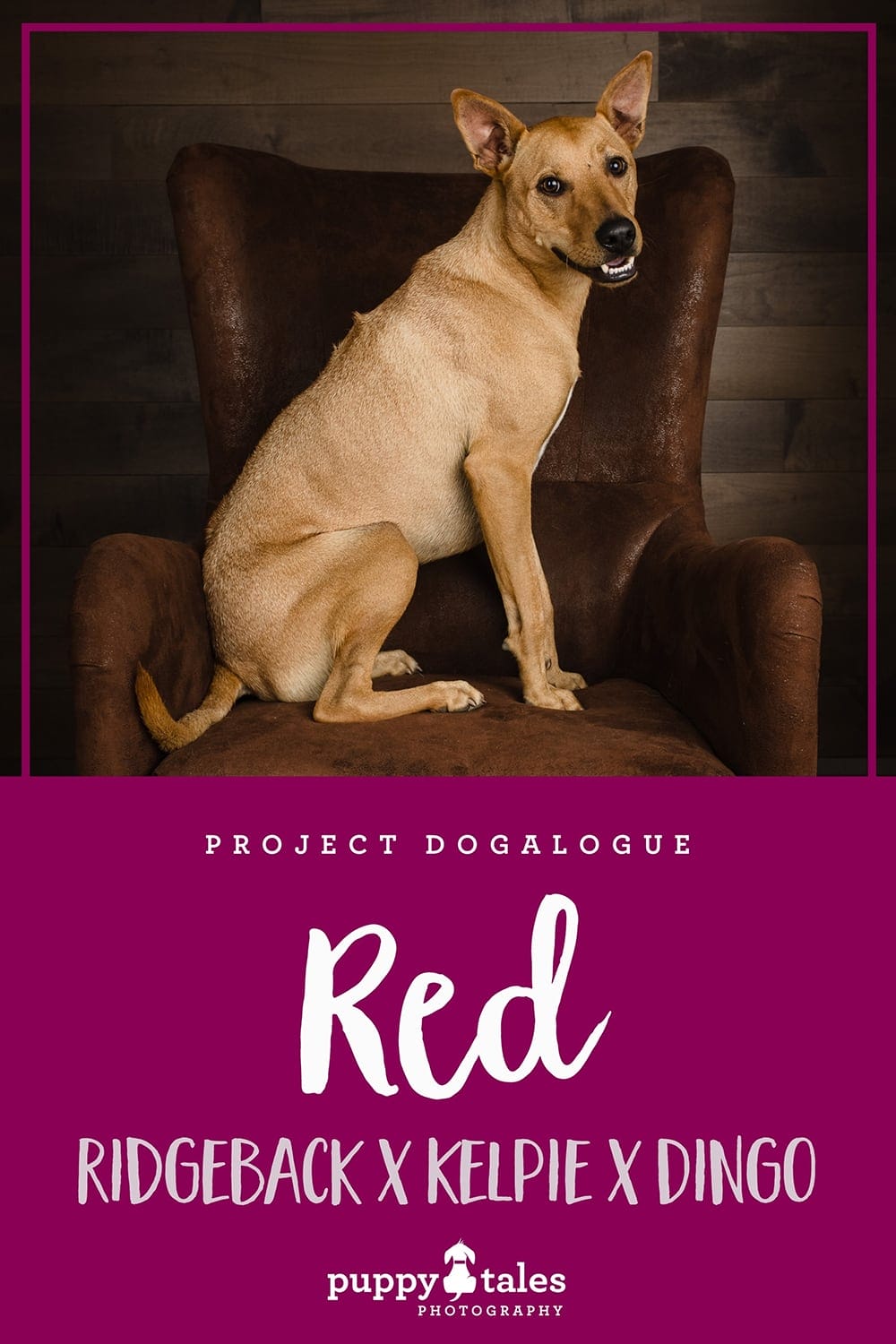 Red, the Ridgeback cross Kelpie cross Dingo, photographed by Kerry Martin of Puppy Tales Photography for Project Dogalogue. Pinterest graphic for his blog post.