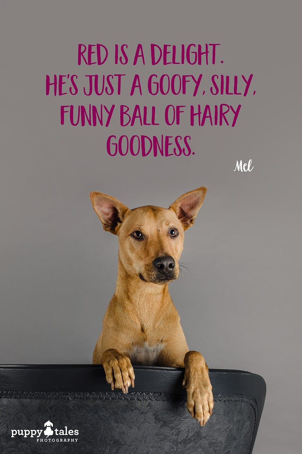Pinterest graphic for Red, the Ridgeback cross Kelpie cross Dingo. He was photographed by Puppy Tales Photography for Project Dogalogue.