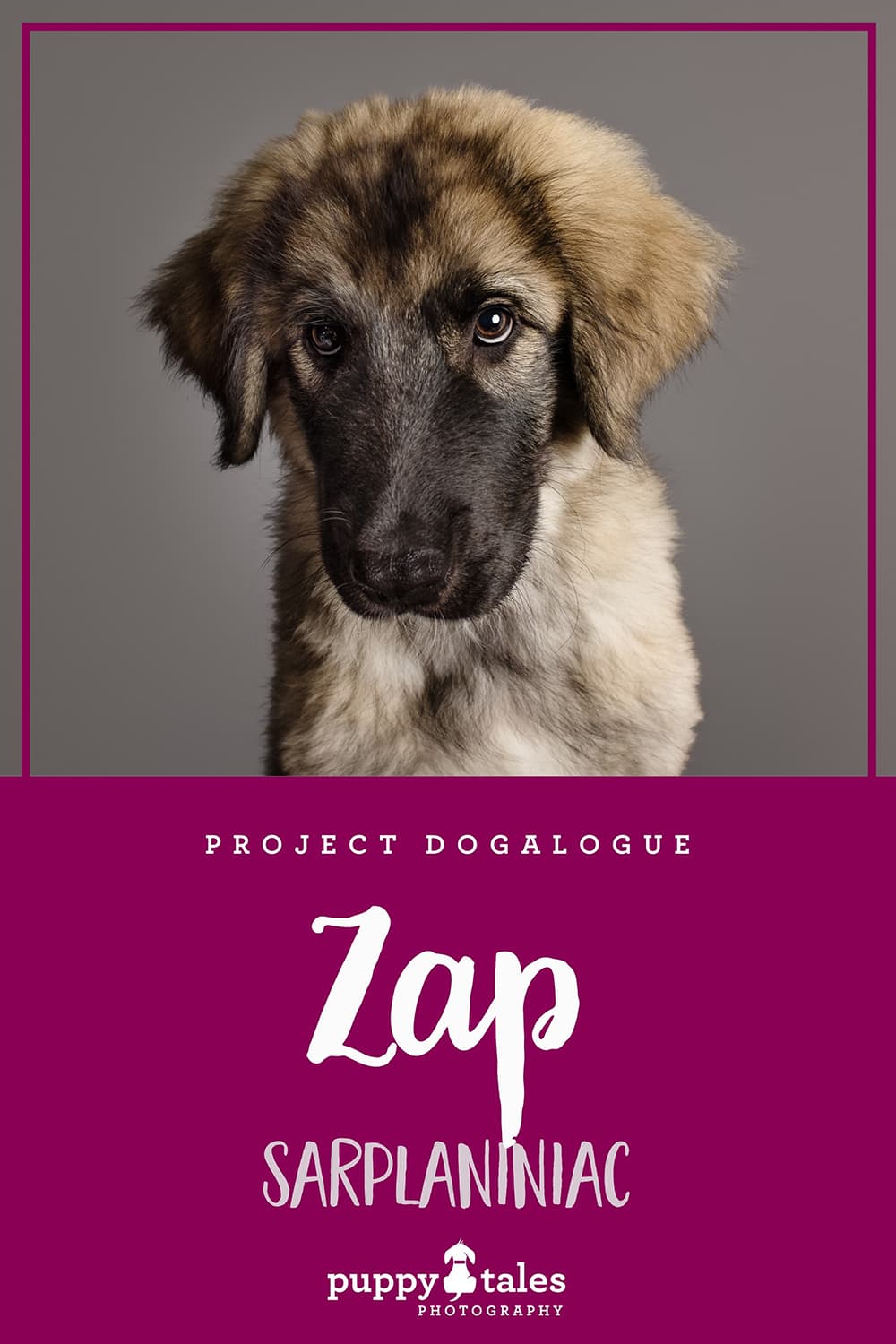 Zap, the Sarplaniniac, photographed by Kerry Martin for Project Dogalogue. Pinterest graphic for his blog post on the Puppy Tales website.