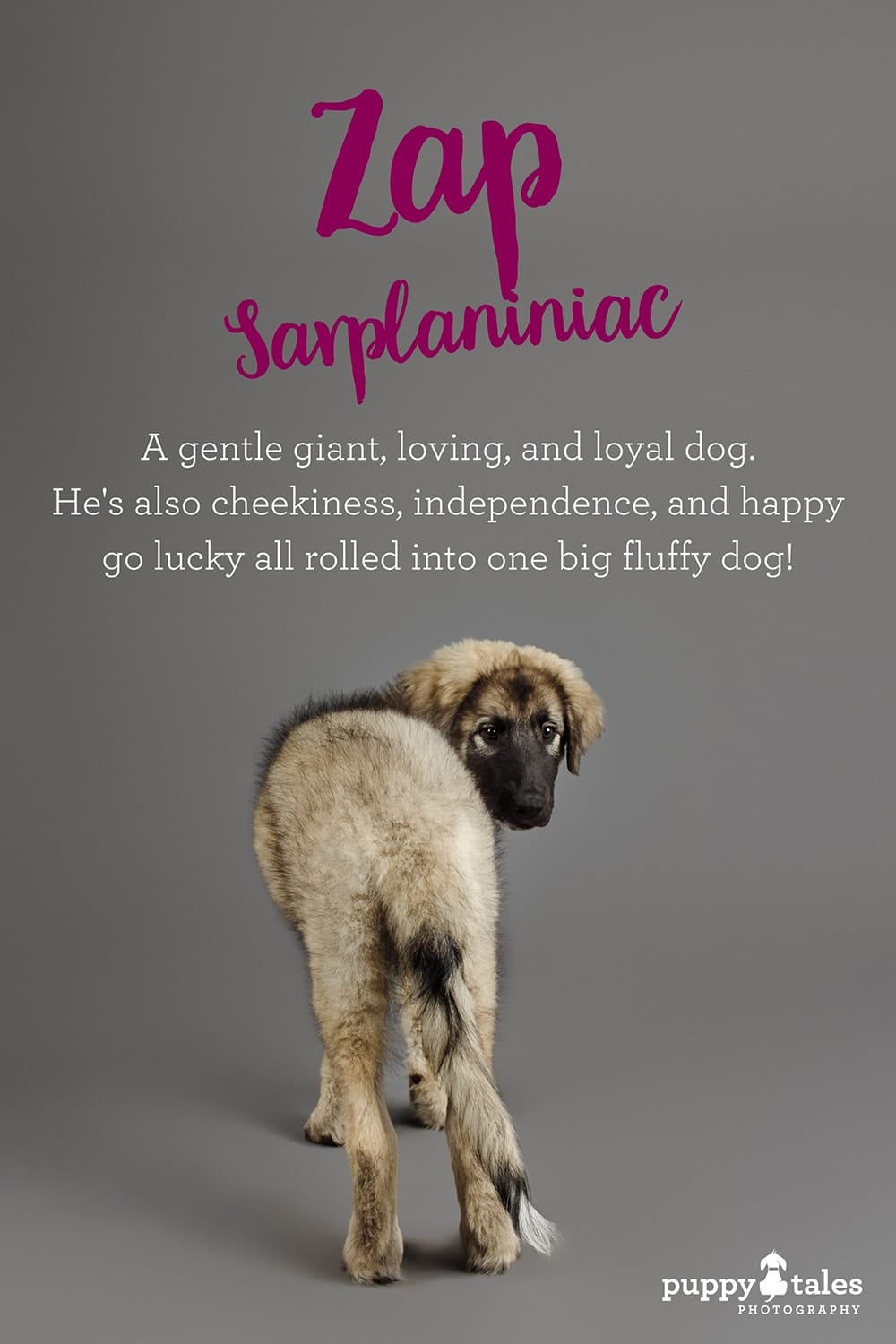 Pinterest graphic for Zap, the Sarplaniniac. He was photographed on a grey studio background by Puppy Tales Photography for Project Dogalogue.