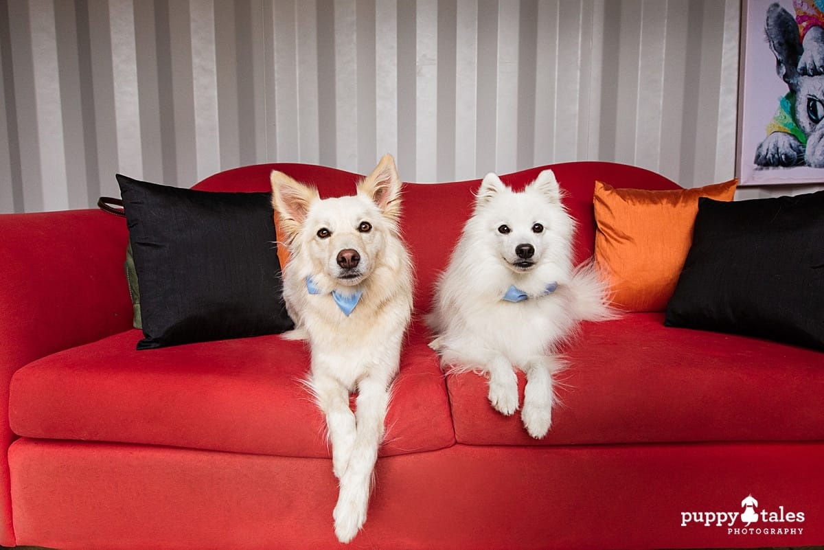 Two dogs posing on a red couch found at the Dog Cafe in Boronia. It's one of the cafes in Melbournes that mostly for dogs!