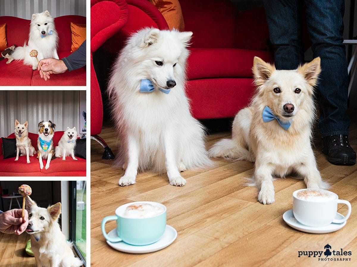 Keiko & Summer of Puppy Tales posing with cake pops and lattes at Dog Cafe in Boronia. It's one of the best Melbourne dog cafes.