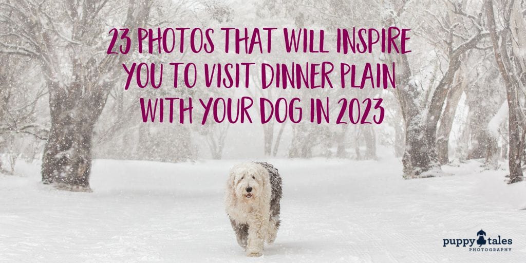 21 Photos that will inspire you to visit Dinner Plain with your dog in 2021