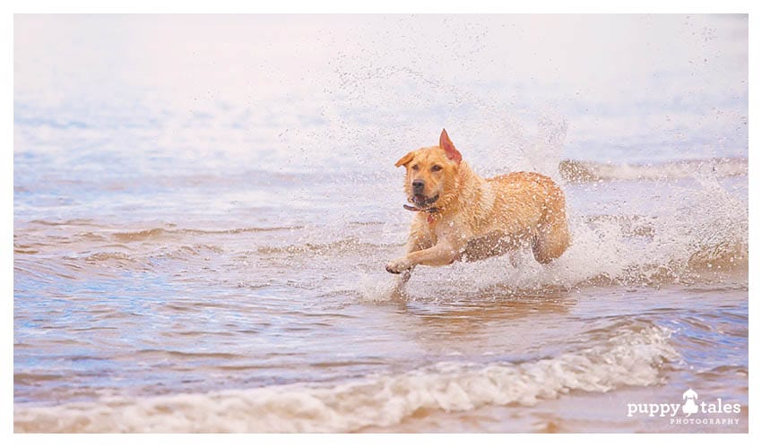 Labrador racing along the beach