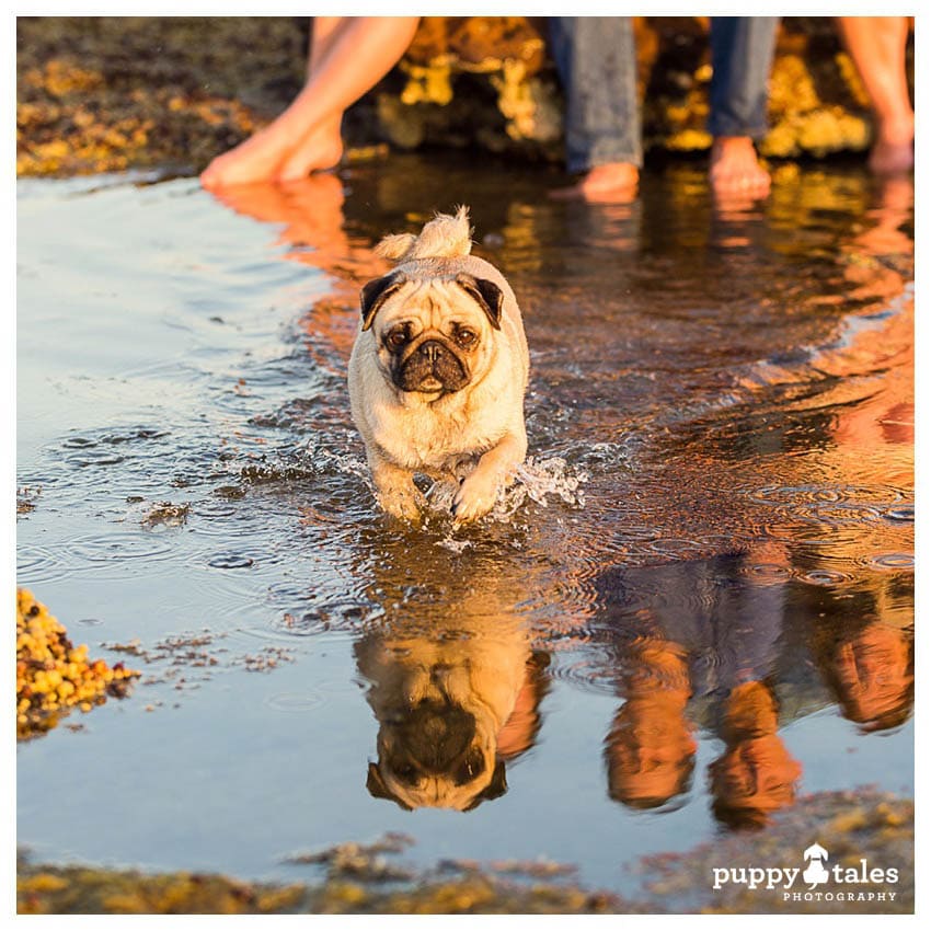 Pug playing at the beach in summer