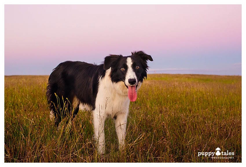 Border Collie in gorgeous Summer Sunset