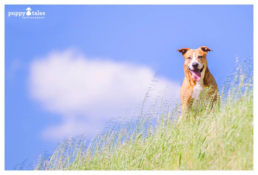 American Staffy Dog Photography in the Summer