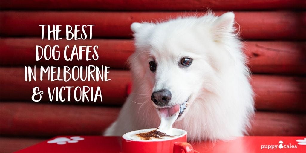 The Best Dog Cafes in Melbourne and Victoria featuring a fluffy white Japanese Spitz drinking a puppachino.