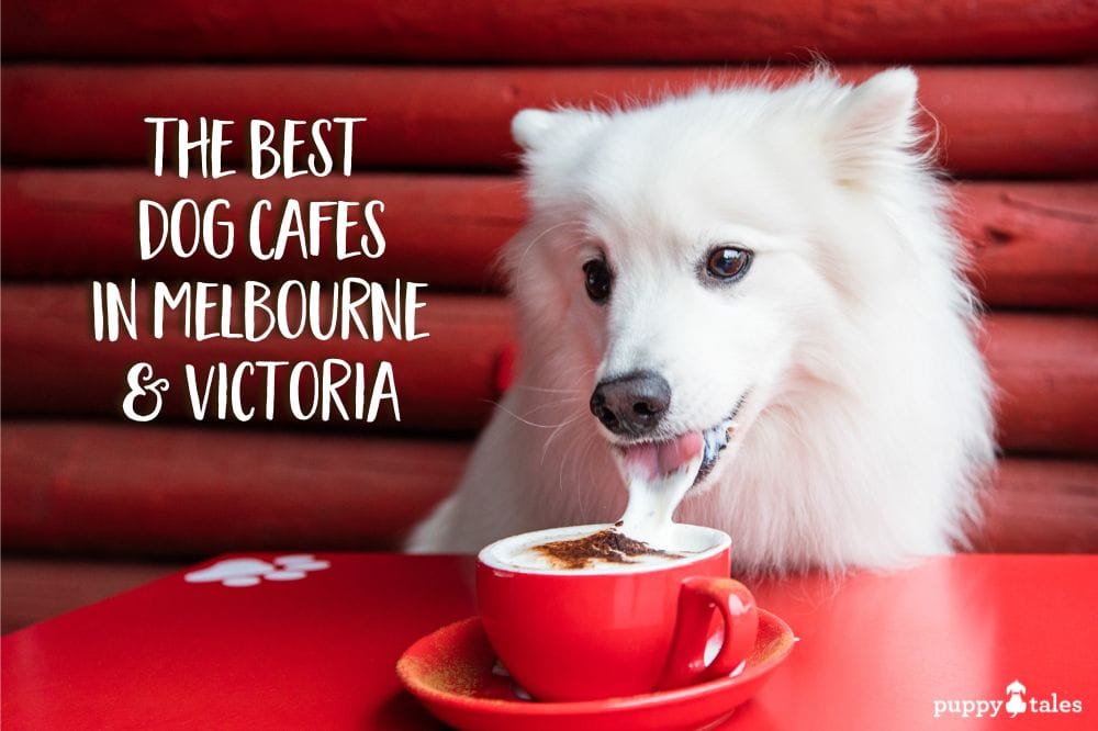 The Best Dog Cafes in Melbourne and Victoria featuring a fluffy white Japanese Spitz drinking a puppachino.