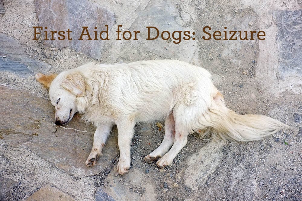 First Aid for Dogs - Seizure | on Puppy Tales