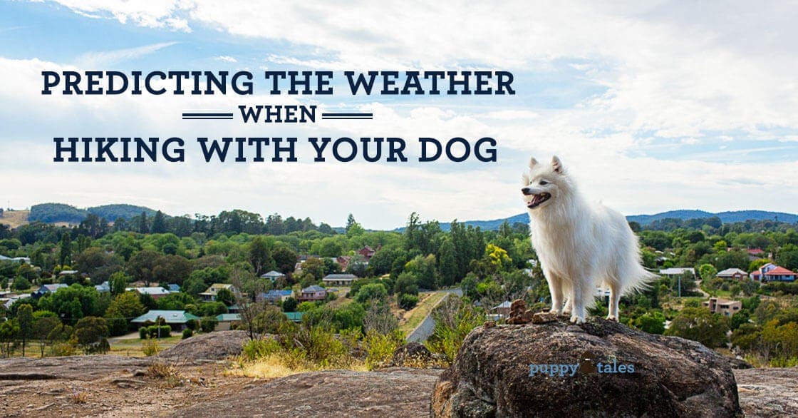 Predicting the Weather when Hiking with Your Dog