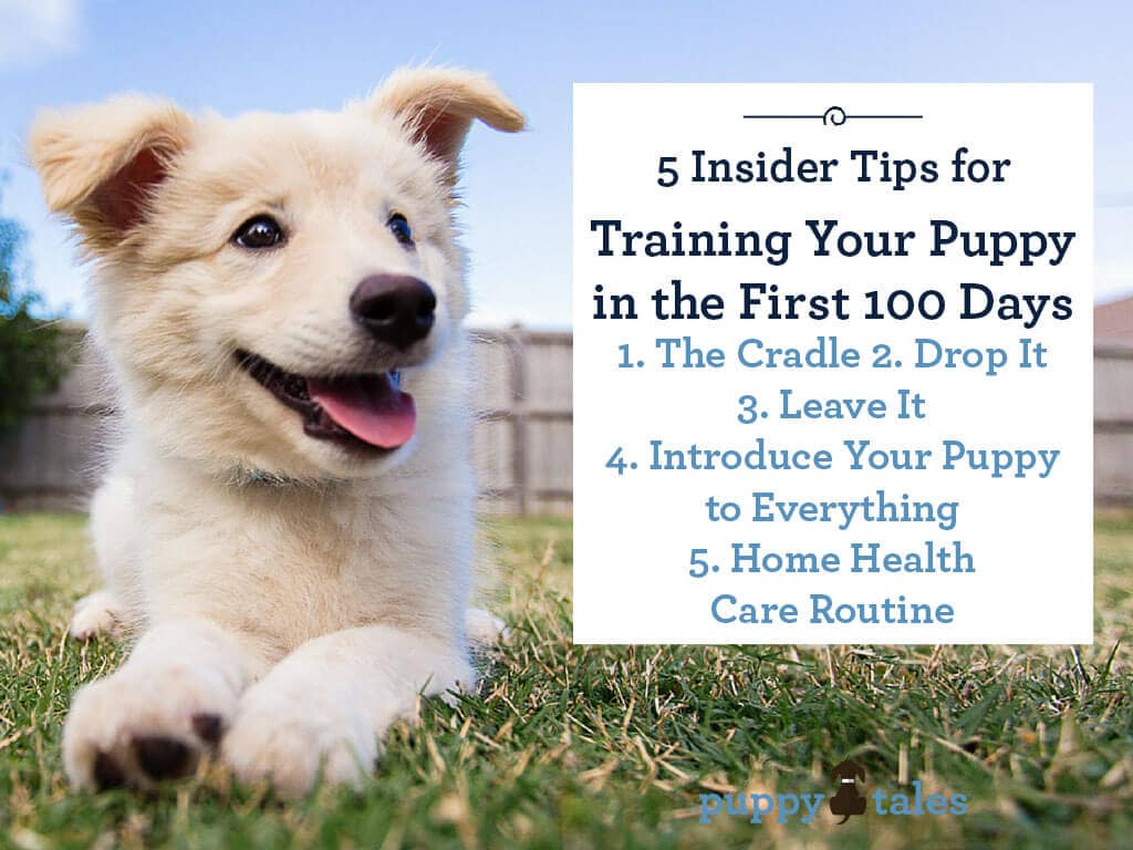 5 Insider Tips for Training Your Puppy in the First 100 Days
