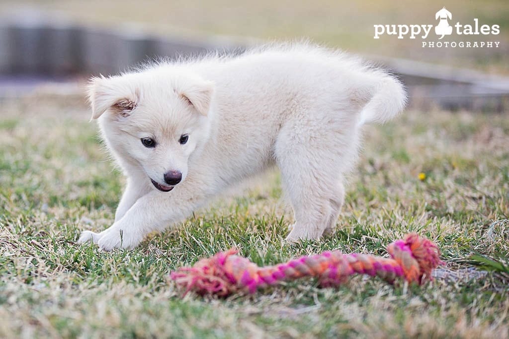 Teach Your Puppy to ‘Drop It’
