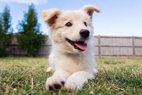 5 Insider Tips for Training Your Puppy in the First 100 Days