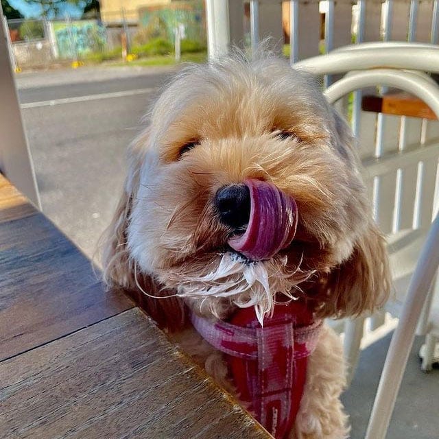 Dog in pet friendly cafe around Melbourne with whipped cream on mouth