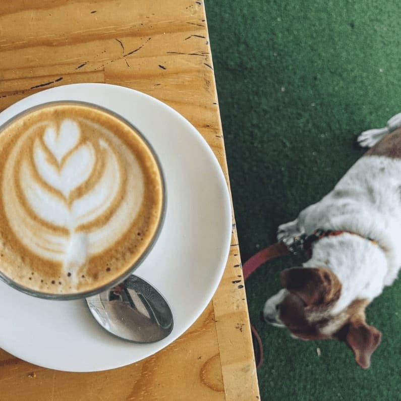 A cup of coffee on a table of dog friendly cafe with dog laying on the grassy floor