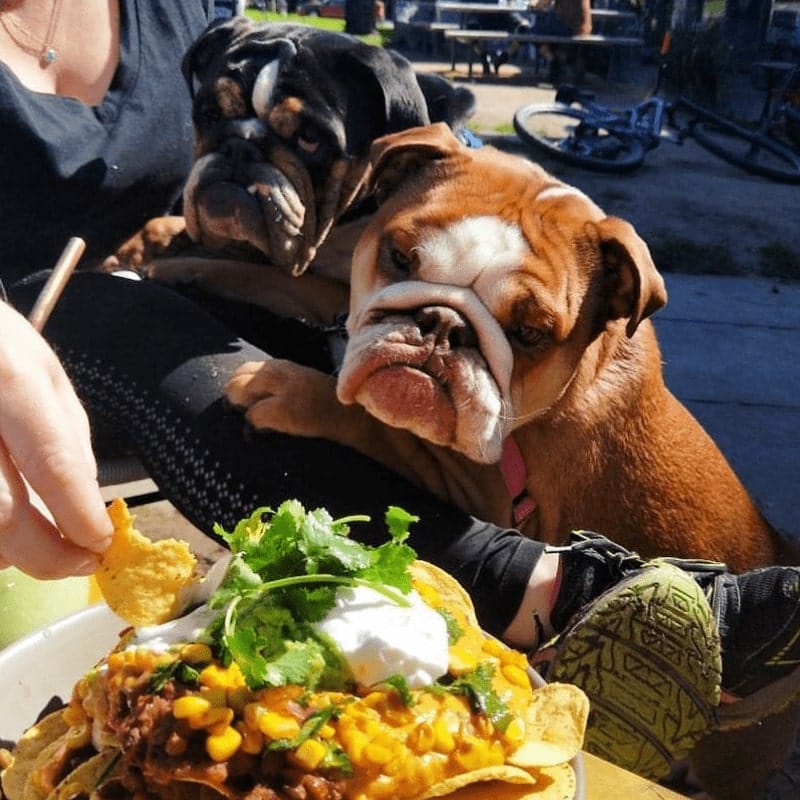 Two cute pups looking at delicious food in dog friendly cafe in Melbourne