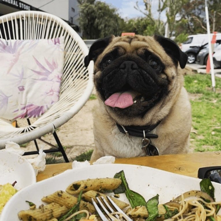 Melbourne dog-friendly cafe with small pup smiling with a plate of food