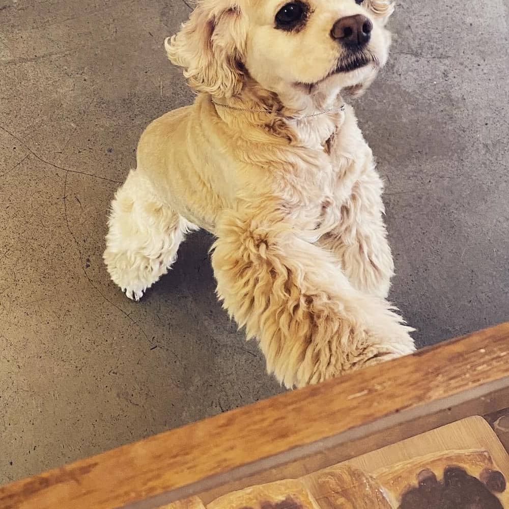 A dog with its front paws on the counter of a dog-friendly cafe in Melbourne