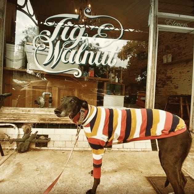 Dog posing in front of the dog friendly cafe around Western Melbourne