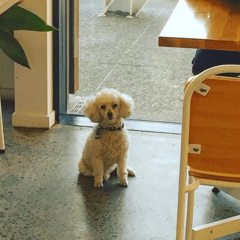 Small dog greets visitors at Melbourne's dog-friendly cafe entrance
