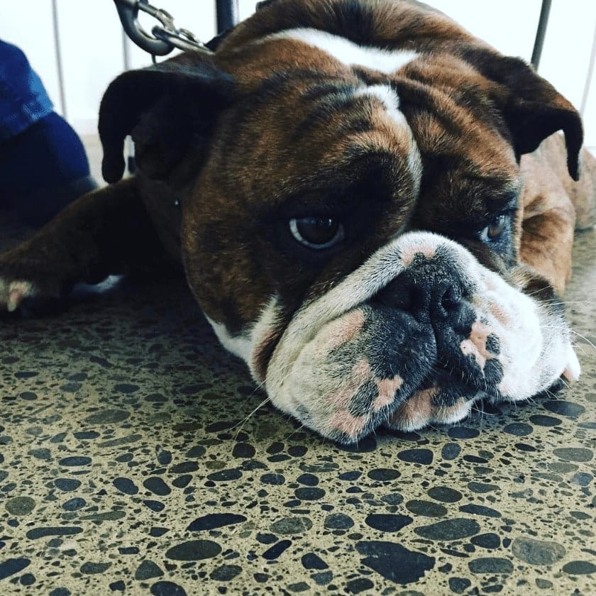 Canine visitor captured inside Melbourne's dog-friendly cafe