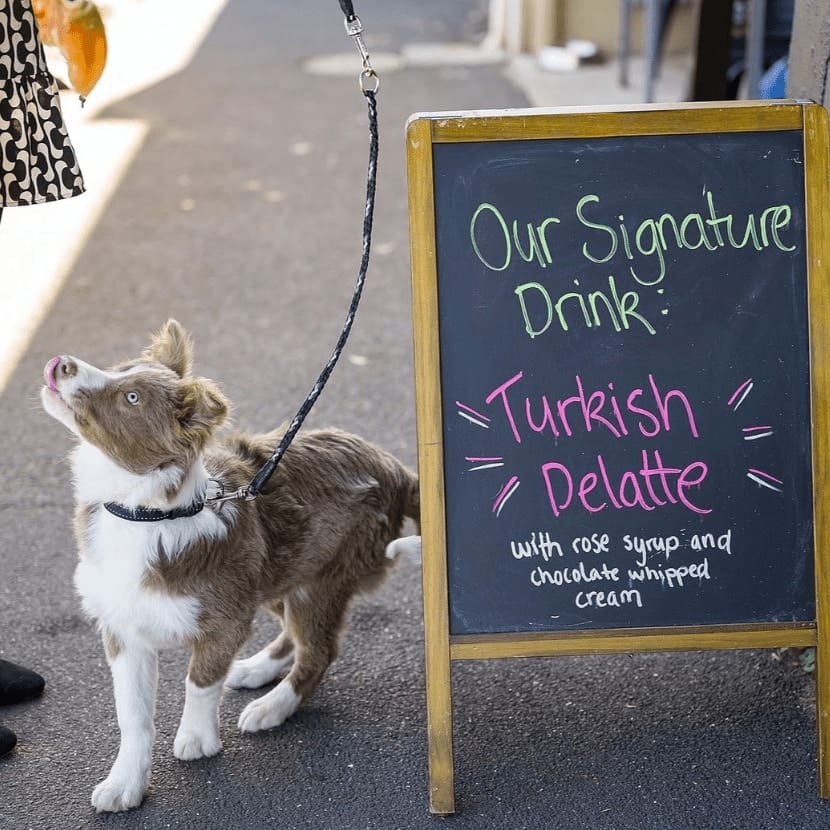 Dog outside a pet friendly cafe in Melbourne beside the cafes announcement stand