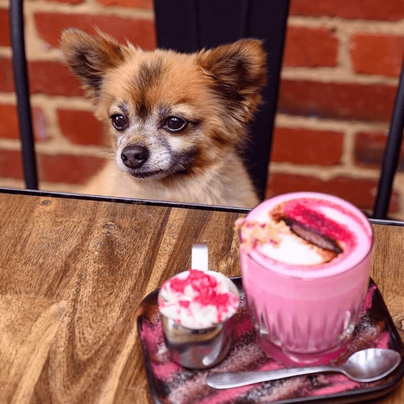 A dog sitting on top of a table of a dog friendly cafe in Melbourne with a delicious pink drink in front