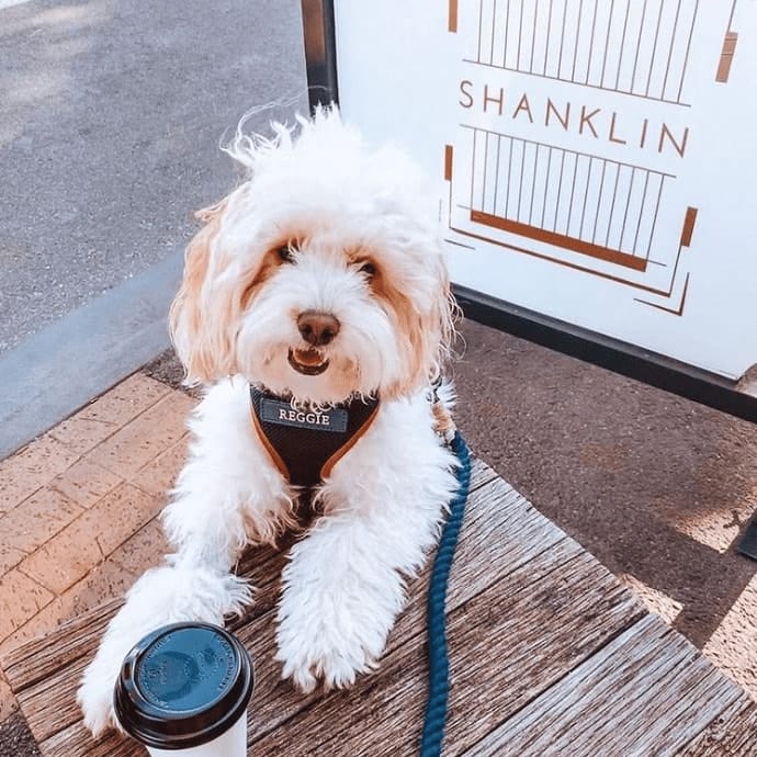 Cute photo of a dog sitting in one of the doggy tables outside a pet friendly cafe in Melbourne