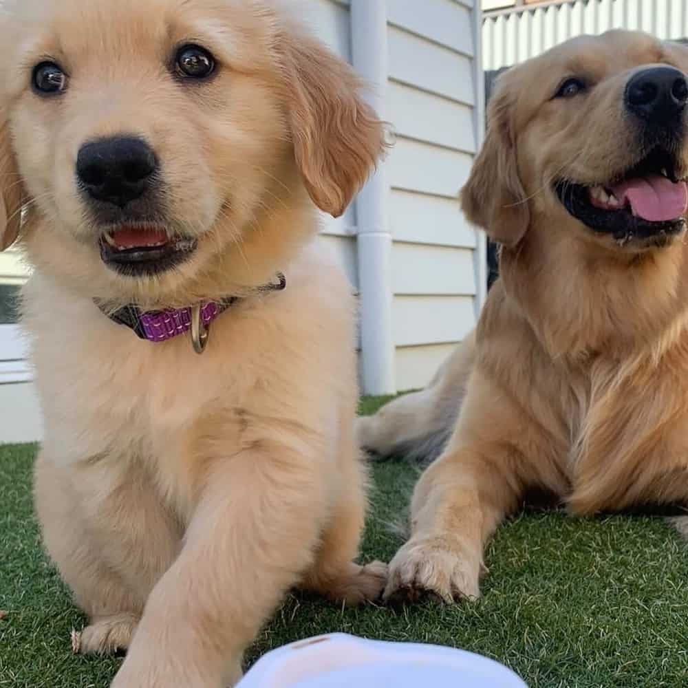 Two puppies enjoying their puppucino at a dog friendly cafe in Melbourne