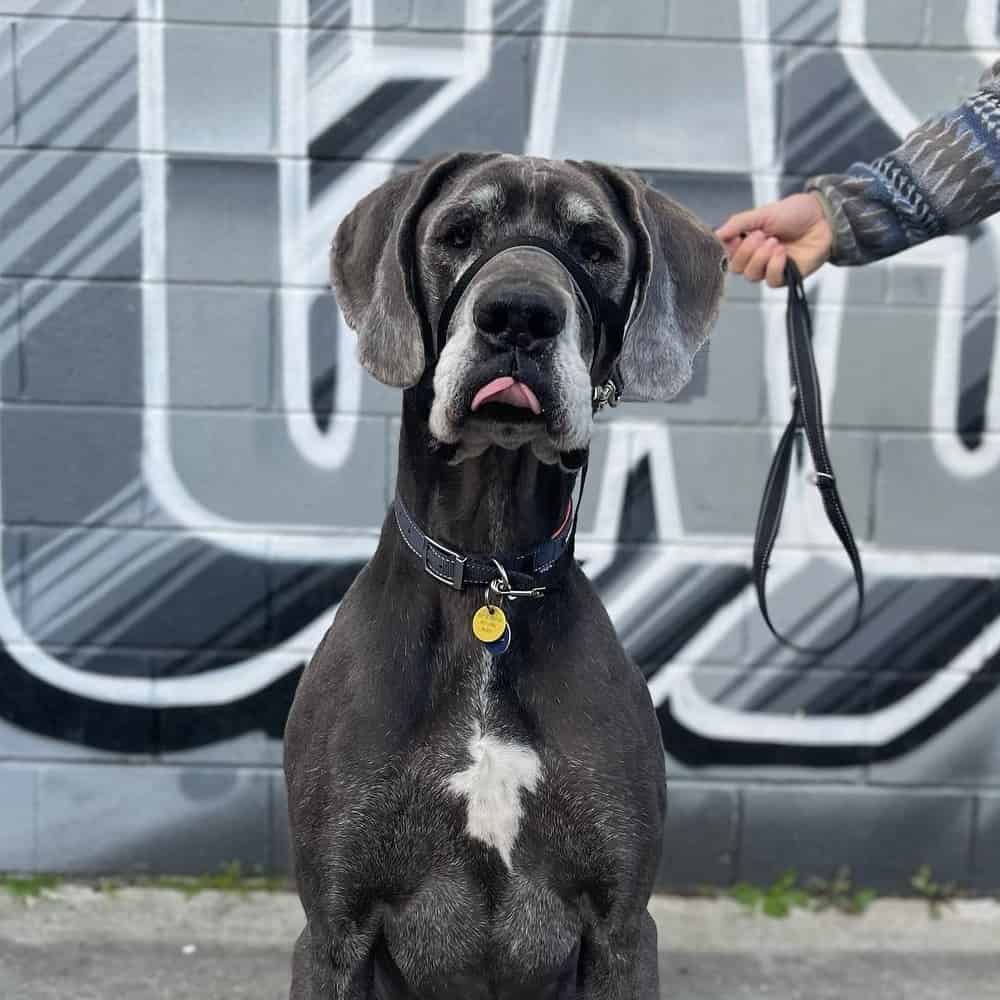 Dog sitting outside dog friendly cafe in Melbourne with a painted wall background